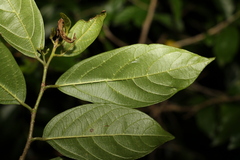 Alangium polyosmoides tomentosum