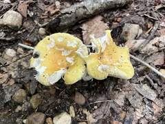 Russula ochroleucoides