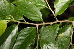 Alangium polyosmoides tomentosum