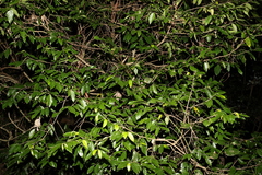 Alangium polyosmoides tomentosum