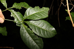 Melicope micrococca