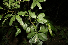 Melicope micrococca