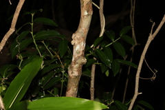 Melicope micrococca