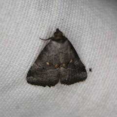 Hyperstrotia flaviguttata