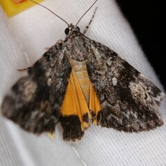 Catocala amica-lineella