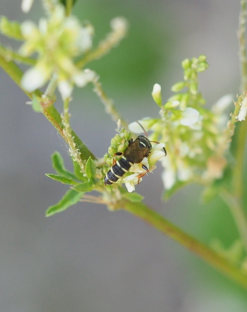 Cerceris interrupta