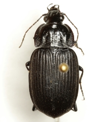 Chlaenius niger