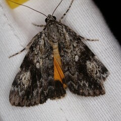 Catocala amica-lineella
