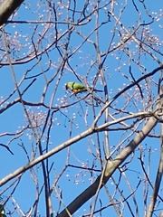 Aratinga nenday