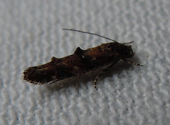 Mompha miscella