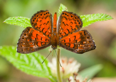 Parvospila lucianus
