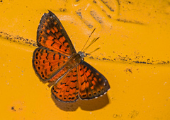 Parvospila lucianus