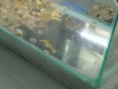Anura