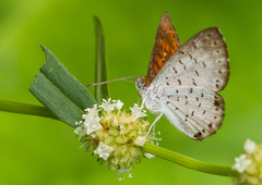Parvospila lucianus