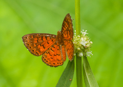 Parvospila lucianus