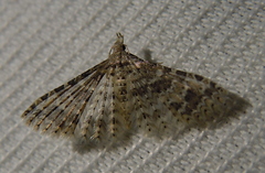 Alucita desmodactyla