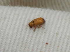 Pachybrachis mellitus