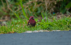Carpodacus formosanus