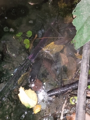 Dolomedes horishanus