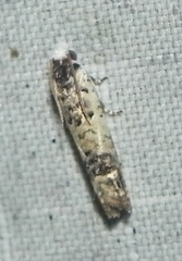 Eucosma ornatula