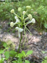 Platanthera integrilabia