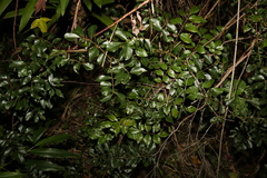 Derris involuta