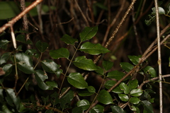 Derris involuta