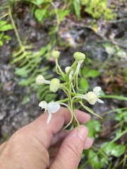 Platanthera integrilabia