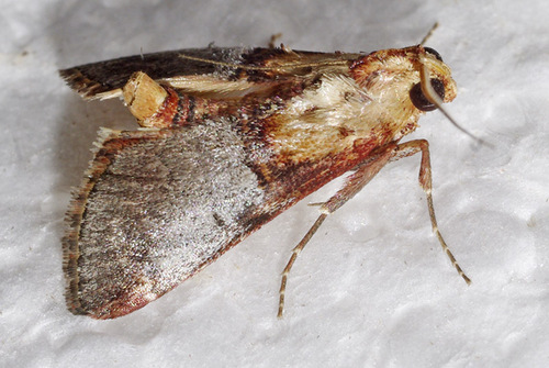 Cacozelia basiochrealis Grote, 1878