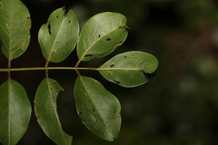 Derris involuta