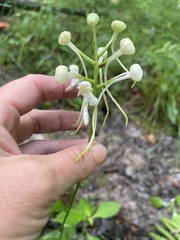 Platanthera integrilabia