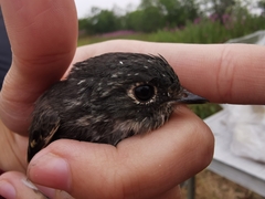 Muscicapa sibirica