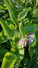 Haplorhynchites aeneus