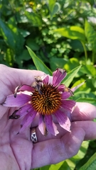 Haplorhynchites aeneus