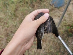 Muscicapa sibirica