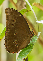 Morpho menelaus menelaus