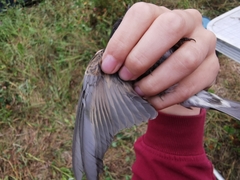 Muscicapa sibirica