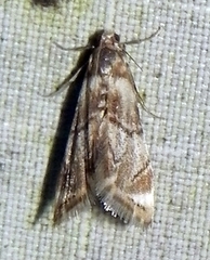 Eoparargyractis plevie