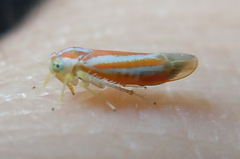 Alebra albostriella