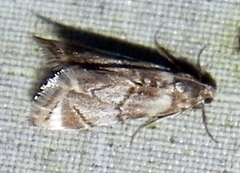 Eoparargyractis plevie