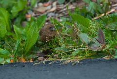 Carpodacus formosanus