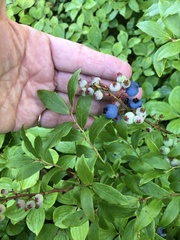 Vaccinium angustifolium image