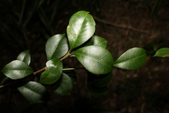 Acronychia pauciflora