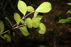 Acronychia pauciflora