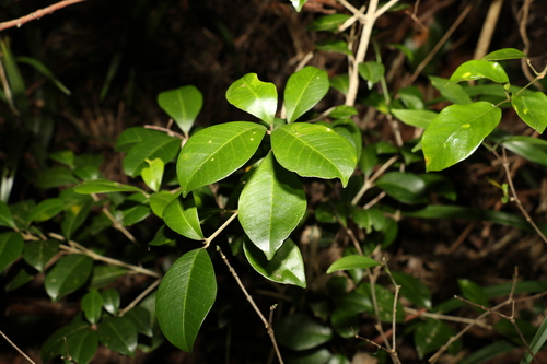 Image of Soft Acronychia (Acronychia pauciflora) by (c) Greg Tasney, some rights reserved (CC BY-SA)