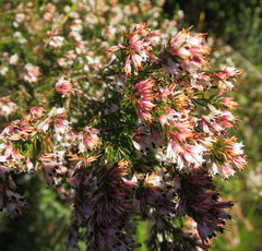Erica fuscescens
