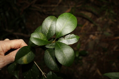 Acronychia pauciflora