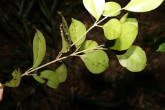 Acronychia pauciflora