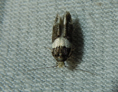 Recurvaria leucatella