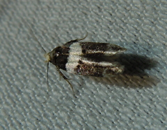 Recurvaria leucatella